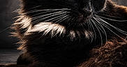 Shadow participe au concours pour gagner de l'argent avec cette photo : cat, black_cat, white_whiskers, yellow_eyes, close_up, portrait, feline, whiskers, fur, animal, pet, domestic_cat, muzzle, face, looking_away, dark_background, indoor, soft_light, fluffy, resting