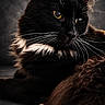 cat, black_cat, white_whiskers, yellow_eyes, close_up, portrait, feline, whiskers, fur, animal, pet, domestic_cat, muzzle, face, looking_away, dark_background, indoor, soft_light, fluffy, resting