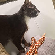 Shadow participe au concours pour gagner de l'argent avec cette photo : cat, black_cat, white_fur, pet, indoor, toy, giraffe_pattern, feline, whiskers, alert, soft_surface, animal, domestic, curious, side_view, playful, ears, claws, fur, paws