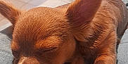 Nougatine a rejoint le concours — aidez-le/la à gagner de superbes lots ! puppy, dog, sleeping, brown, lap, indoor, cozy, relaxing, pet_bed, footwear, slippers, jeans, person, floor, tile, window, curtain, plant, paw, cute