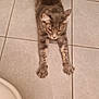 cat, gray_cat, stretching, floor, tile_floor, indoor, pet, animal, feline, paws, curious, fur, whiskers, ears, looking_down, home, domestic_cat, mammal, cute, relaxed