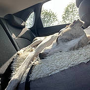 Jasper joined the competition — help win amazing prizes! dog, sleeping, car_interior, blanket, sunlight, window, seat, resting, pet, fur, daylight, relaxation, calm, animal, leash, headrest, texture, seatbelt, nature_outside, cozy