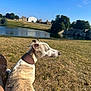 Jasper is registered to the contest to win money with this photo: dog, grass, river, trees, sky, sunlight, collar, outdoor, nature, building, landscape, calm, daytime, pet, water, relaxation, brown, white, animal, scenic