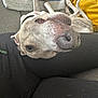 Jasper is registered to the contest to win money with this photo: dog, upside_down, couch, blanket, yellow_pillow, relaxing, pet, indoor, snout, fur, domestic_animal, canine, resting, cozy, black_fabric, leg, closeup, nose, sleepy, comfortable