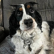 Ludvig is registered to the contest to win money with this photo: dog, spaniel, black_and_white, fluffy, long_hair, pet, animal, portrait, close_up, indoors, couch, furniture, sitting, lying_down, brown_markings, white_fur, black_fur, collar, adorable, photography