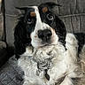 adorable, animal, black_and_white, black_fur, brown_markings, close_up, collar, couch, dog, fluffy, furniture, indoors, long_hair, lying_down, pet, photography, portrait, sitting, spaniel, white_fur
