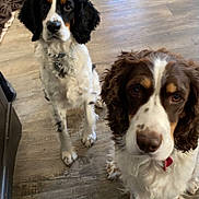 Nala joined the competition — help win amazing prizes! dogs, spaniels, pets, animals, portrait, indoors, living_room, wood_floor, black_white_dog, brown_white_dog, floppy_ears, long_fur, sitting, standing, looking_at_camera, dog_collar, home, furniture, cute, companionship