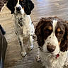 animals, black_white_dog, brown_white_dog, companionship, cute, dog_collar, dogs, floppy_ears, furniture, home, indoors, living_room, long_fur, looking_at_camera, pets, portrait, sitting, spaniels, standing, wood_floor