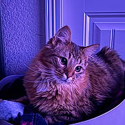 Gizmo joined the competition — help win amazing prizes! cat, fluffy, laundry_basket, indoor, pet, feline, curious, relaxed, fur, closeup, purple_lighting, cozy, domestic, whiskers, ears, eyes, portrait, animal, cute, resting