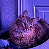 cat, fluffy, laundry_basket, indoor, pet, feline, curious, relaxed, fur, closeup, purple_lighting, cozy, domestic, whiskers, ears, eyes, portrait, animal, cute, resting