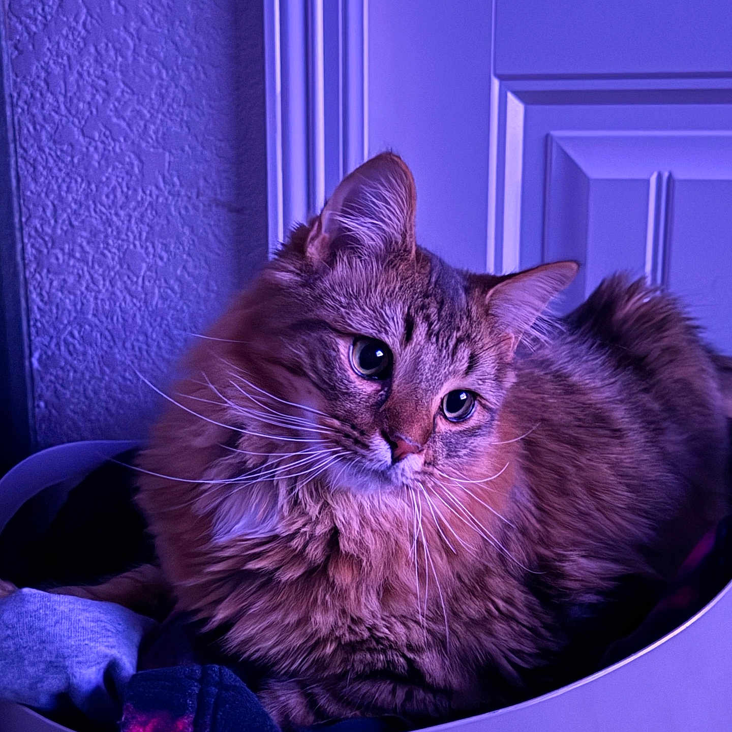 Gizmo