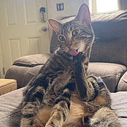 Bandit joined the competition — help win amazing prizes! animal, cat, couch, cozy, ears, funny, fur, indoors, living_room, lounging, pet, portrait, relaxed, sitting, sofa, striped_fur, tabby_cat, tail, tongue_out, whiskers