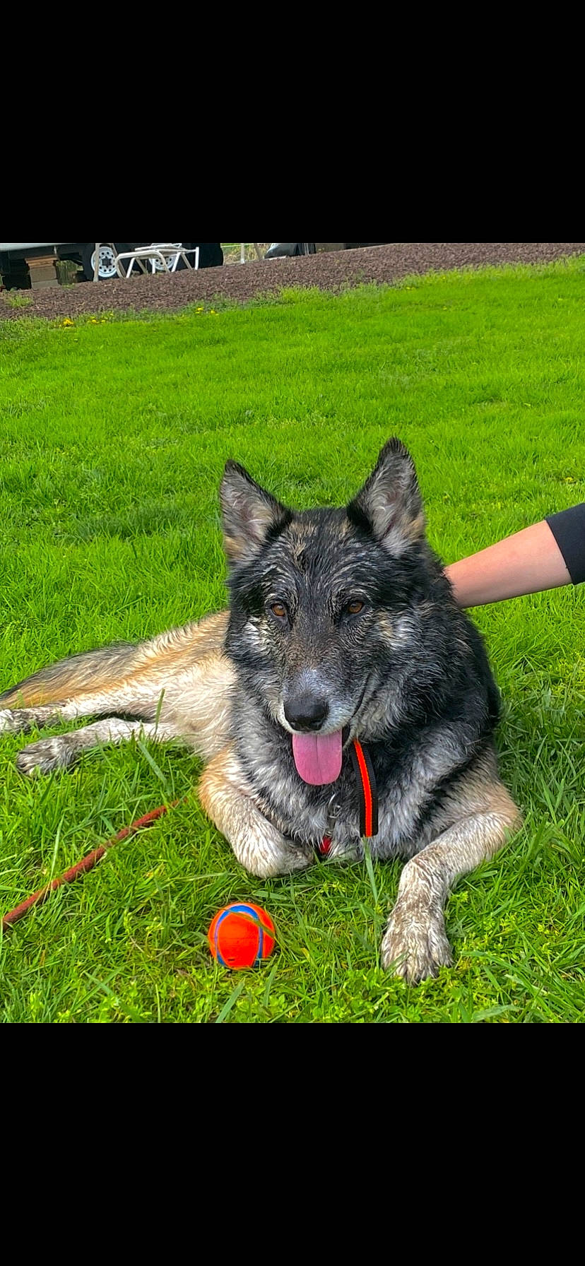 Chase joined the competition — help win amazing prizes! australian_cattle_dog, ball, canidae, carnivore, collar, companion_dog, dog, dog_breed, grass, grassland, groundcover, herding_dog, lawn, plant, recreation, snout, sporting_group, terrestrial_animal, working_animal, working_dog