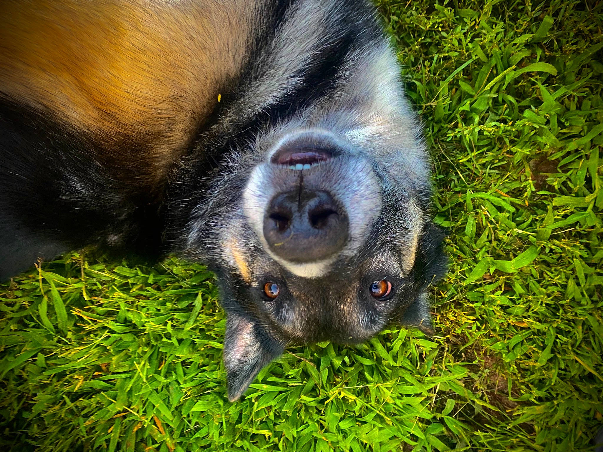 Chase is registered to the contest to win money with this photo: canidae, claw, dog_breed, fawn, foot, fur, grass, groundcover, human_leg, livestock, paw, plant, primate, sporting_group, terrestrial_animal, whiskers, wildlife, working_animal, wrinkle