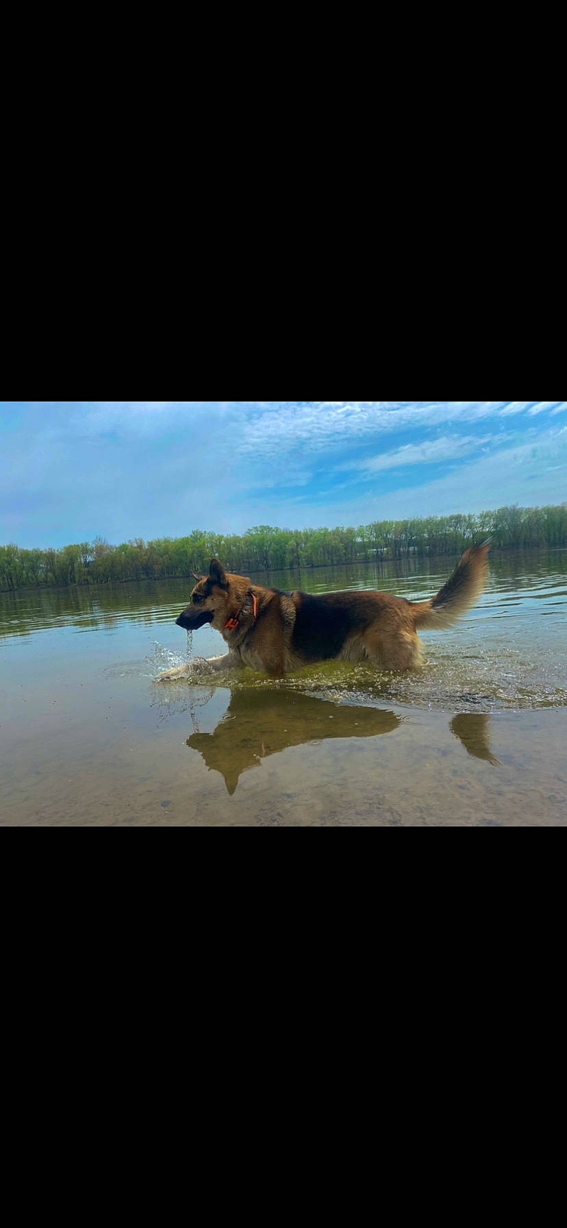 Puppy is registered to the contest to win money with this photo: airedale_terrier, carnivore, cloud, dog, dog_breed, fawn, herding_dog, horizon, lake, lake_district, landscape, natural_landscape, ocean, reflection, reservoir, sky, tree, water, wildlife, working_animal