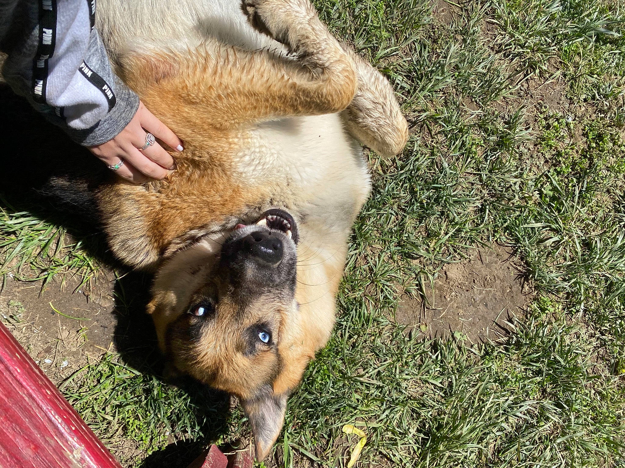 Puppy is registered to the contest to win money with this photo: canis, carnivore, collar, companion_dog, dog, dog_breed, dog_collar, fawn, fur, grass, guard_dog, leash, livestock_guardian_dog, snout, soil, street_dog, terrestrial_animal, whiskers, working_animal, working_dog