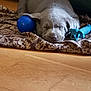 Nala joined the competition — help win amazing prizes! canidae, carnivore, dog, dog_breed, dog_toy, fawn, pointing_breed, puppy, snout, sporting_group, vizsla, weimaraner