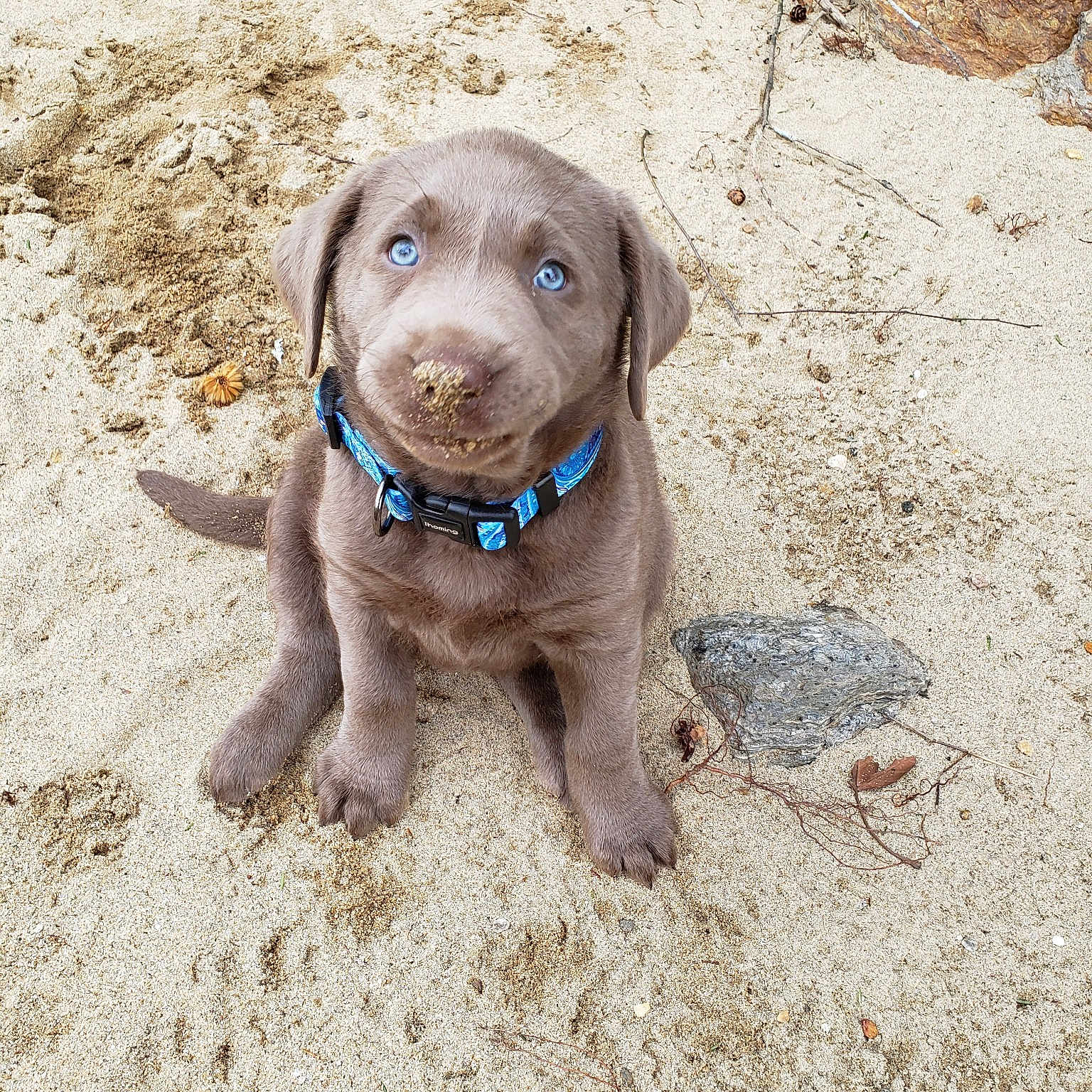 Nala is registered to the contest to win money with this photo: beagador, canidae, carnivore, chesapeake_bay_retriever, dog, dog_breed, fawn, hunting_dog, labrador_retriever, liver, mammal, pointing_breed, puppy, retriever, snout, sporting_group, vertebrate, vizsla, weimaraner