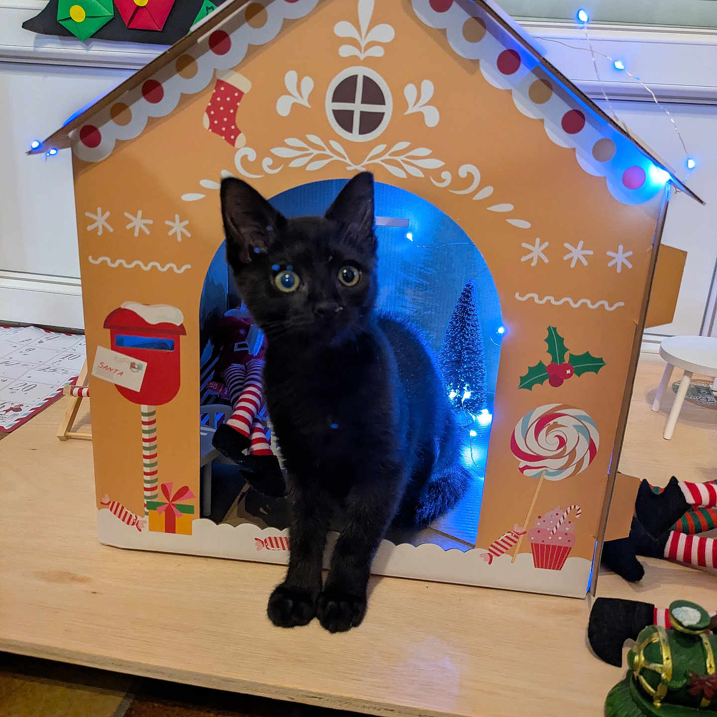 Nala participe au concours pour gagner de l'argent avec cette photo : black_cat, candy_cane, cardboard_box, cat, christmas_decorations, cute, decor, festive, floor, gingerbread_house, holiday_lights, indoor, kitten, mailbox, pet, present, small_tree, table, toy, window_blinds