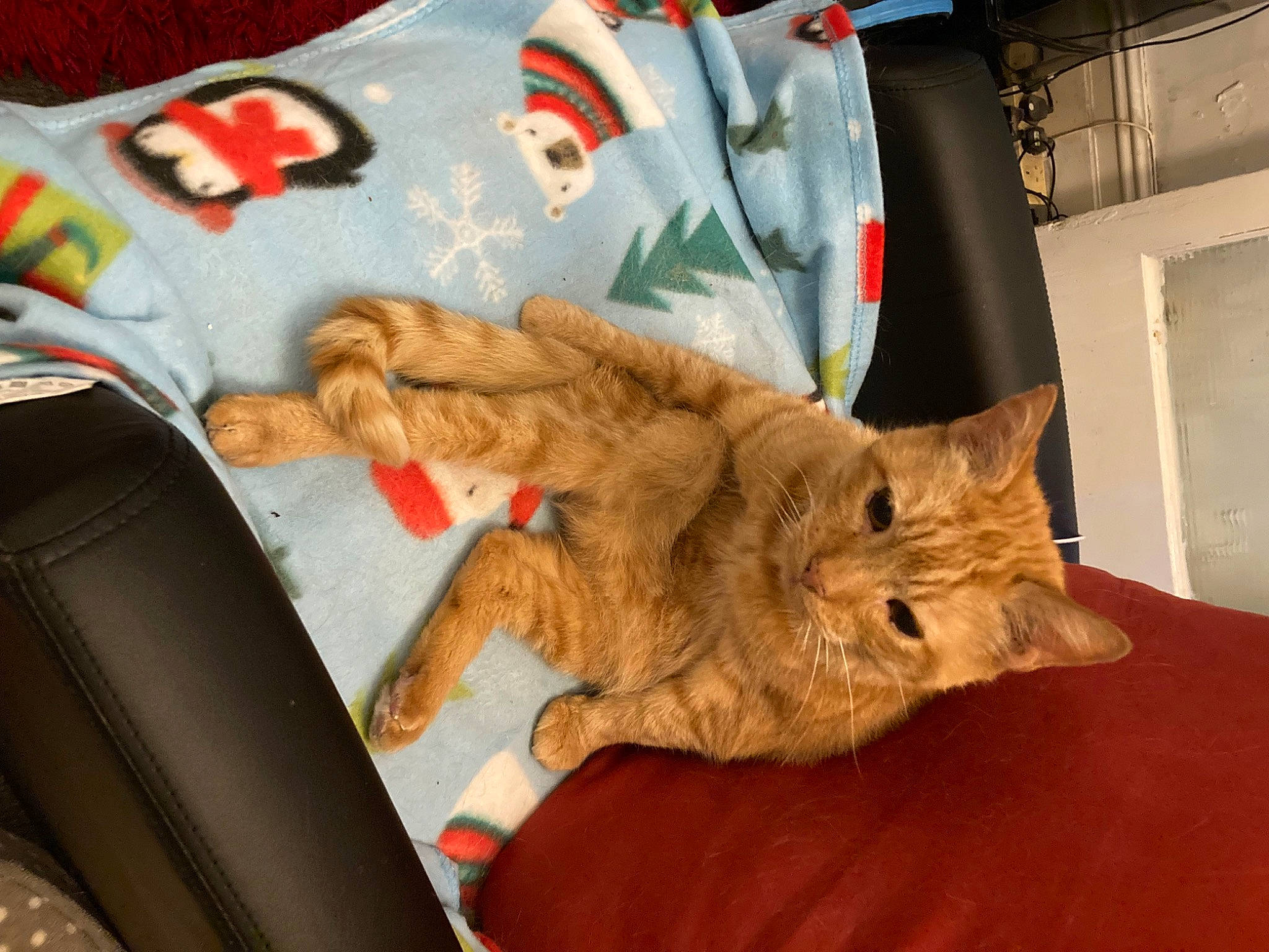 Ben joined the competition — help win amazing prizes! art, carnivore, cat, claw, comfort, domestic_short_haired_cat, felidae, fur, gesture, linens, paw, room, small_to_medium_sized_cats, stuffed_toy, tail, textile, whiskers, wood