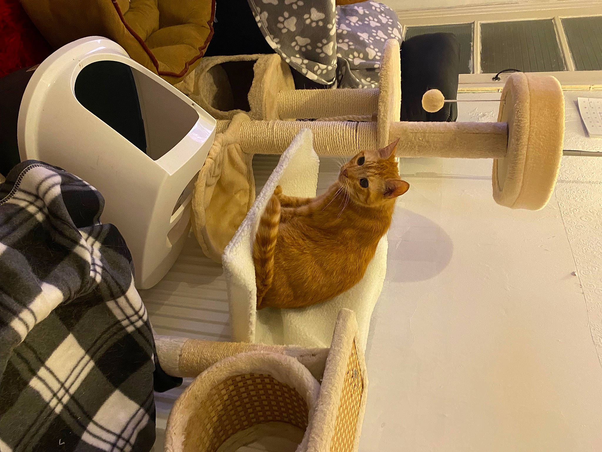 Ben is registered to the contest to win money with this photo: automotive_design, automotive_tire, bag, cat, chair, comfort, felidae, flooring, interior_design, linens, motor_vehicle, pattern, plaid, room, small_to_medium_sized_cats, tartan, tire, vehicle, wheel, wood