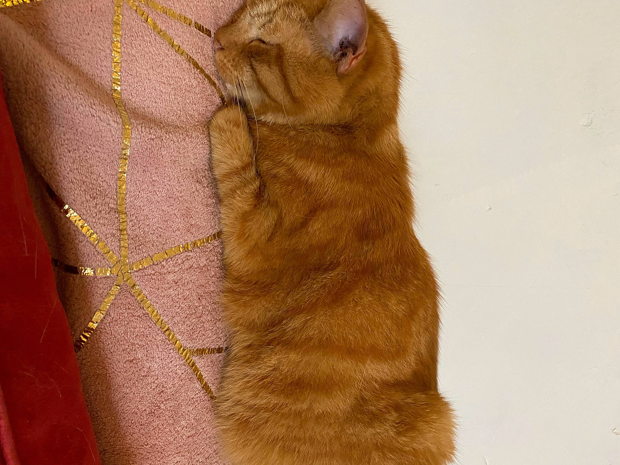 Ben joined the competition — help win amazing prizes! carnivore, cat, claw, comfort, domestic_short_haired_cat, fawn, felidae, foot, fur, liver, paw, peach, small_to_medium_sized_cats, snout, tail, terrestrial_animal, whiskers, wildlife, window, wood