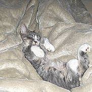 Gumbo joined the competition — help win amazing prizes! cat, kitten, gray_cat, white_paws, sleeping, lying_down, belly_up, fluffy, fur, whiskers, pink_nose, blanket, bed, cozy, indoors, pet, relaxed, cute, flash_photography, portrait