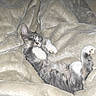 cat, kitten, gray_cat, white_paws, sleeping, lying_down, belly_up, fluffy, fur, whiskers, pink_nose, blanket, bed, cozy, indoors, pet, relaxed, cute, flash_photography, portrait