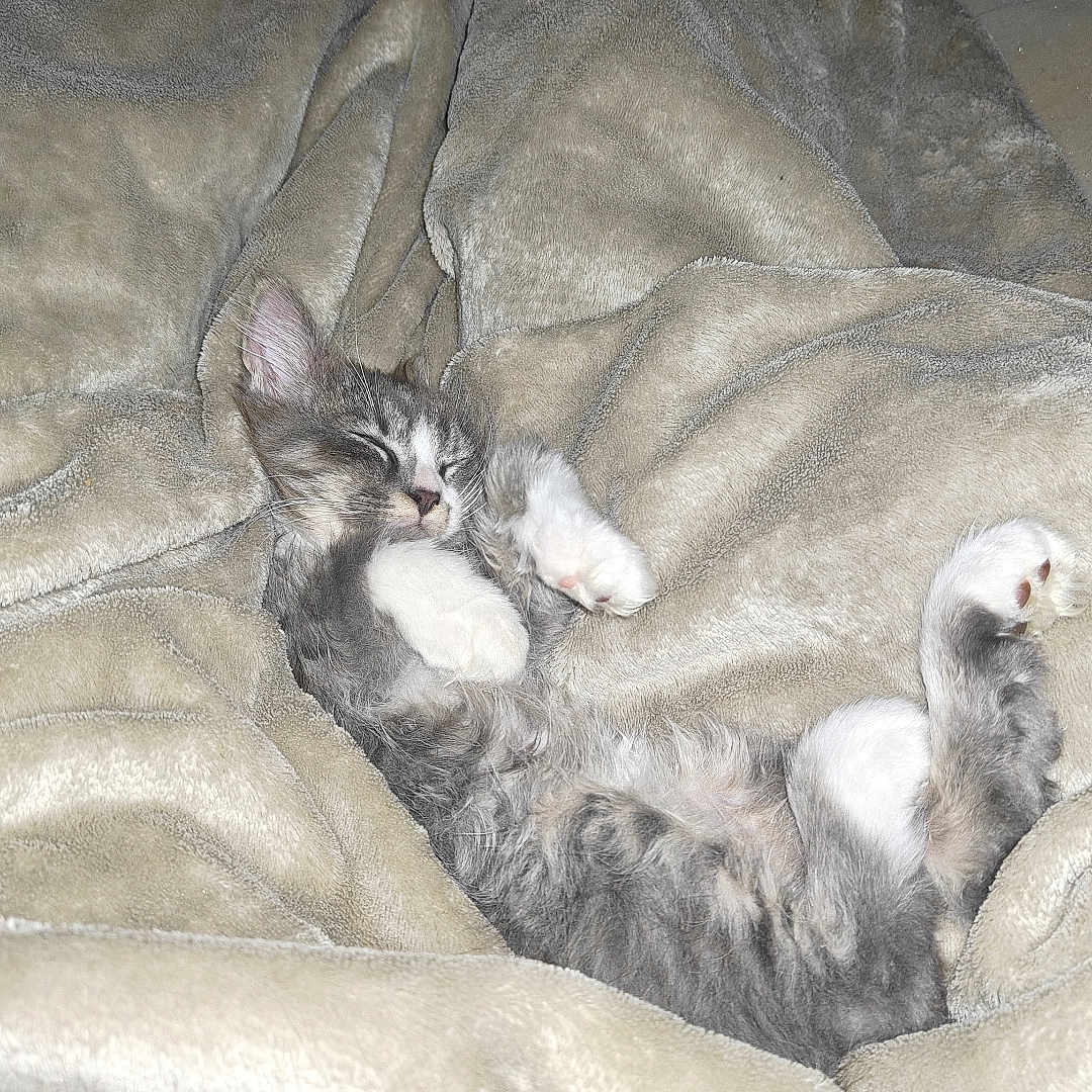 Gumbo joined the competition — help win amazing prizes! cat, kitten, gray_cat, white_paws, sleeping, lying_down, belly_up, fluffy, fur, whiskers, pink_nose, blanket, bed, cozy, indoors, pet, relaxed, cute, flash_photography, portrait