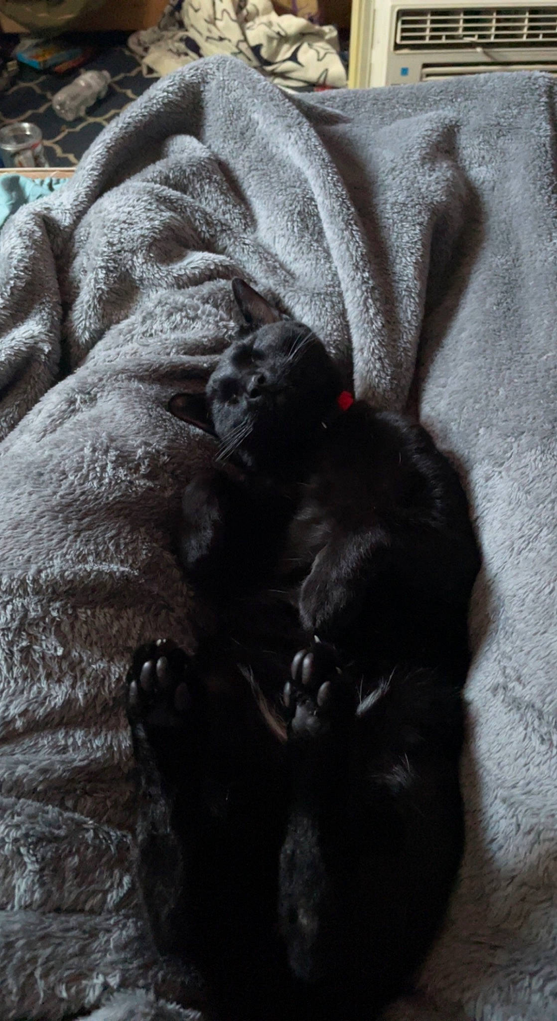 Salem is registered to the contest to win money with this photo: art, carnivore, claw, comfort, companion_dog, dog, dog_breed, felidae, fur, grey, linens, paw, sculpture, statue, tail, terrestrial_animal, whiskers, wood, working_animal, wrinkle