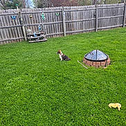 Daisy joined the competition — help win amazing prizes! dog, grass, lawn, fire_pit, wooden_fence, decorations, butterfly, lizard, toy, outdoor, pet, greenery, nature, yard, fence_post, summer, sunlight, quiet, animal, play