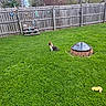 dog, grass, lawn, fire_pit, wooden_fence, decorations, butterfly, lizard, toy, outdoor, pet, greenery, nature, yard, fence_post, summer, sunlight, quiet, animal, play