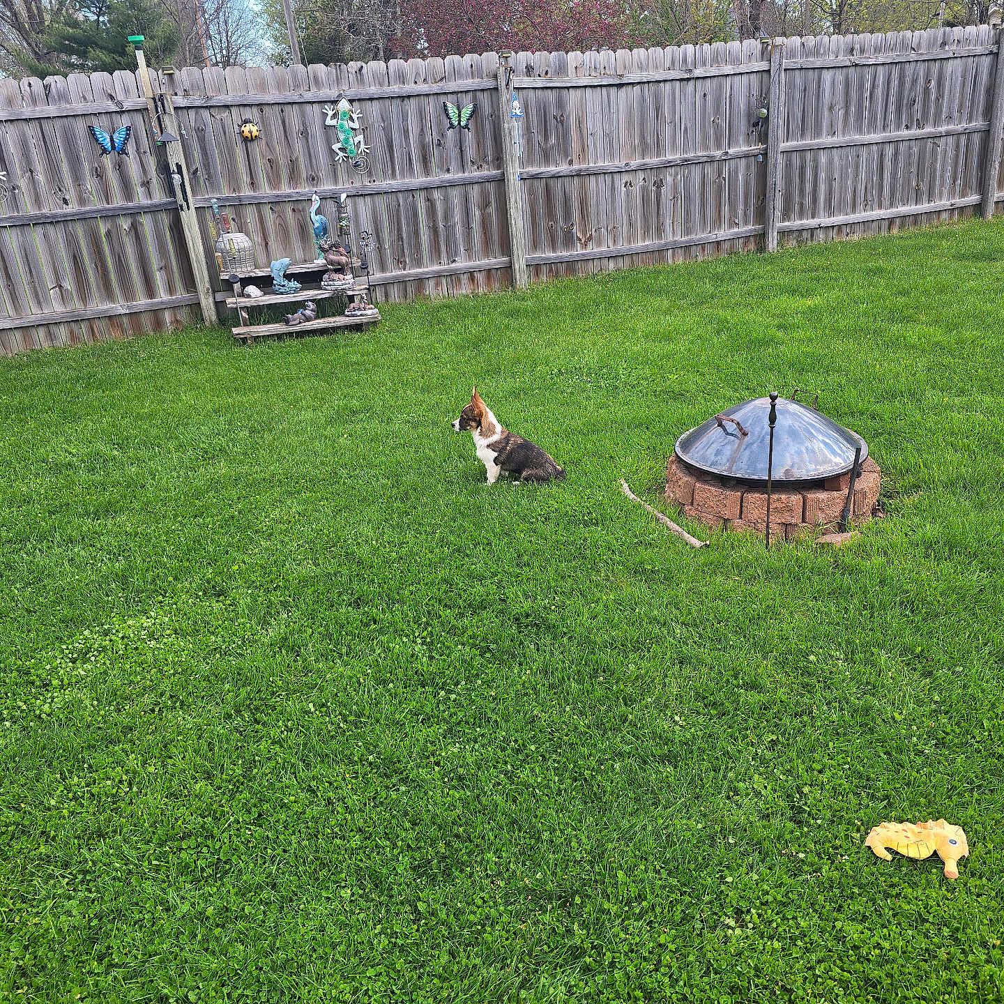 Daisy
