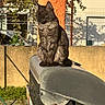 Batman participe au concours pour gagner de l'argent avec cette photo : cat, feline, animal, sitting, outdoor, mailbox, sunlight, shadow, garden, fence, greenery, orange_pillar, texture, daytime, pet, domestic_animal, relaxing, quiet, nature, closeup