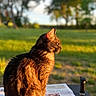 Batman a rejoint le concours — aidez-le/la à gagner de superbes lots ! cat, animal, pet, outdoor, sunlight, newspaper, table, garden, greenery, blurred_background, daylight, fur, sitting, side_view, butane_torch, relaxation, nature, domestic_animal, calm, shadow