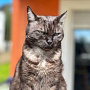 Batman participe au concours pour gagner de l'argent avec cette photo : cat, animal, pet, feline, green_eyes, fur, portrait, close_up, outdoor, blurred_background, orange_wall, window, expression, sitting, whiskers, ears, domestic_cat, mammal, cute, nature