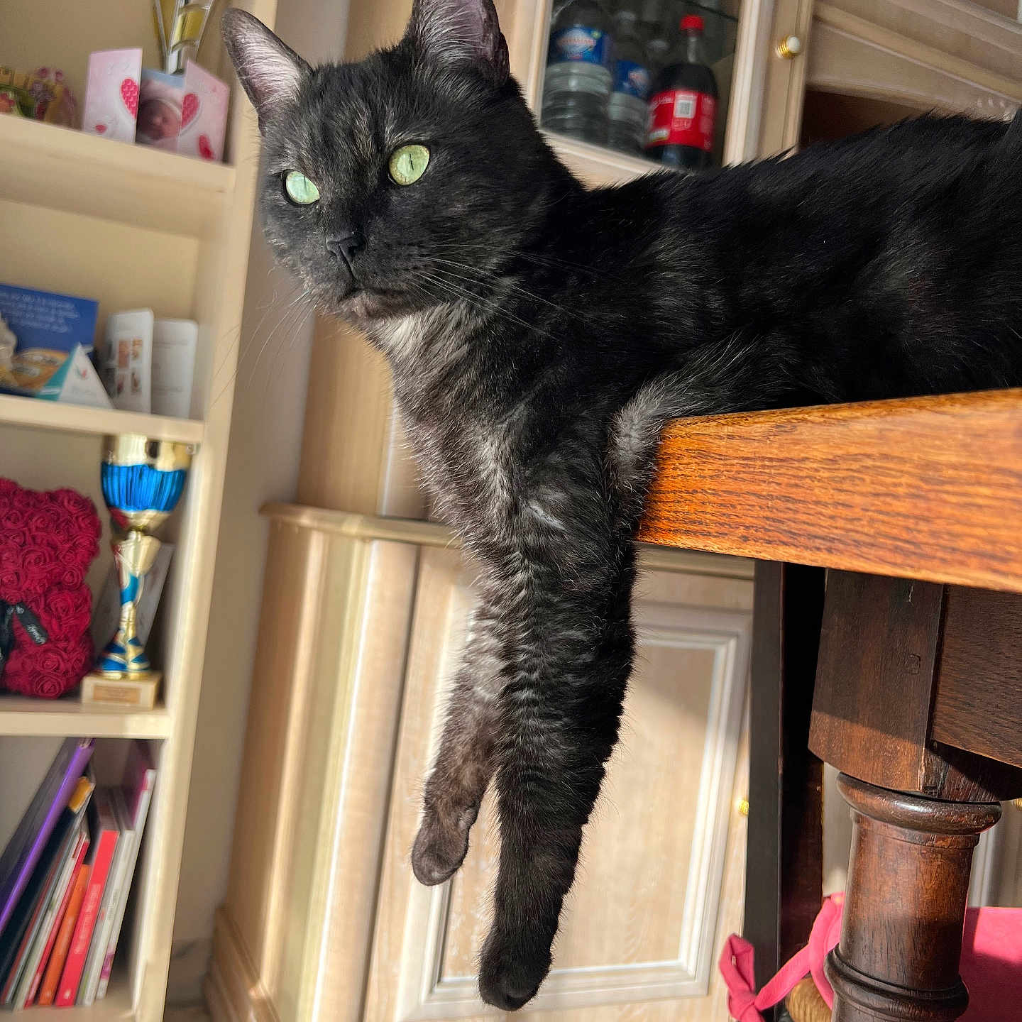 Batman a rejoint le concours — aidez-le/la à gagner de superbes lots ! cat, black_cat, green_eyes, indoor, table, wooden_table, draped_paw, furniture, cabinet, shelf, relaxed, pet, animal, domestic_cat, household, cozy, sunlight, portrait, resting, curious