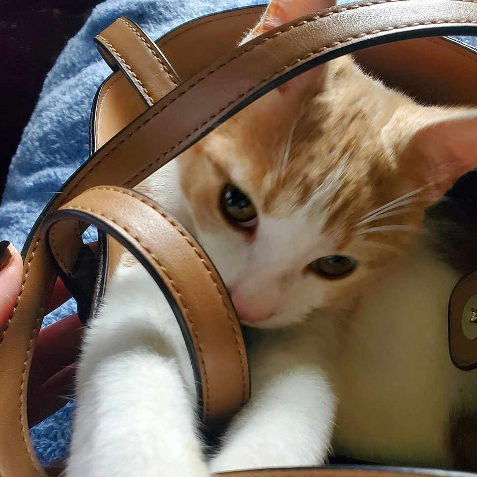 Mochi