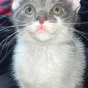 Bruce Wayne joined the competition — help win amazing prizes! cat, kitten, pet, close_up, portrait, whiskers, ears, eyes, fur, gray, white, indoor, blanket, soft, curious, sitting, looking_up, adorable, nose, paws