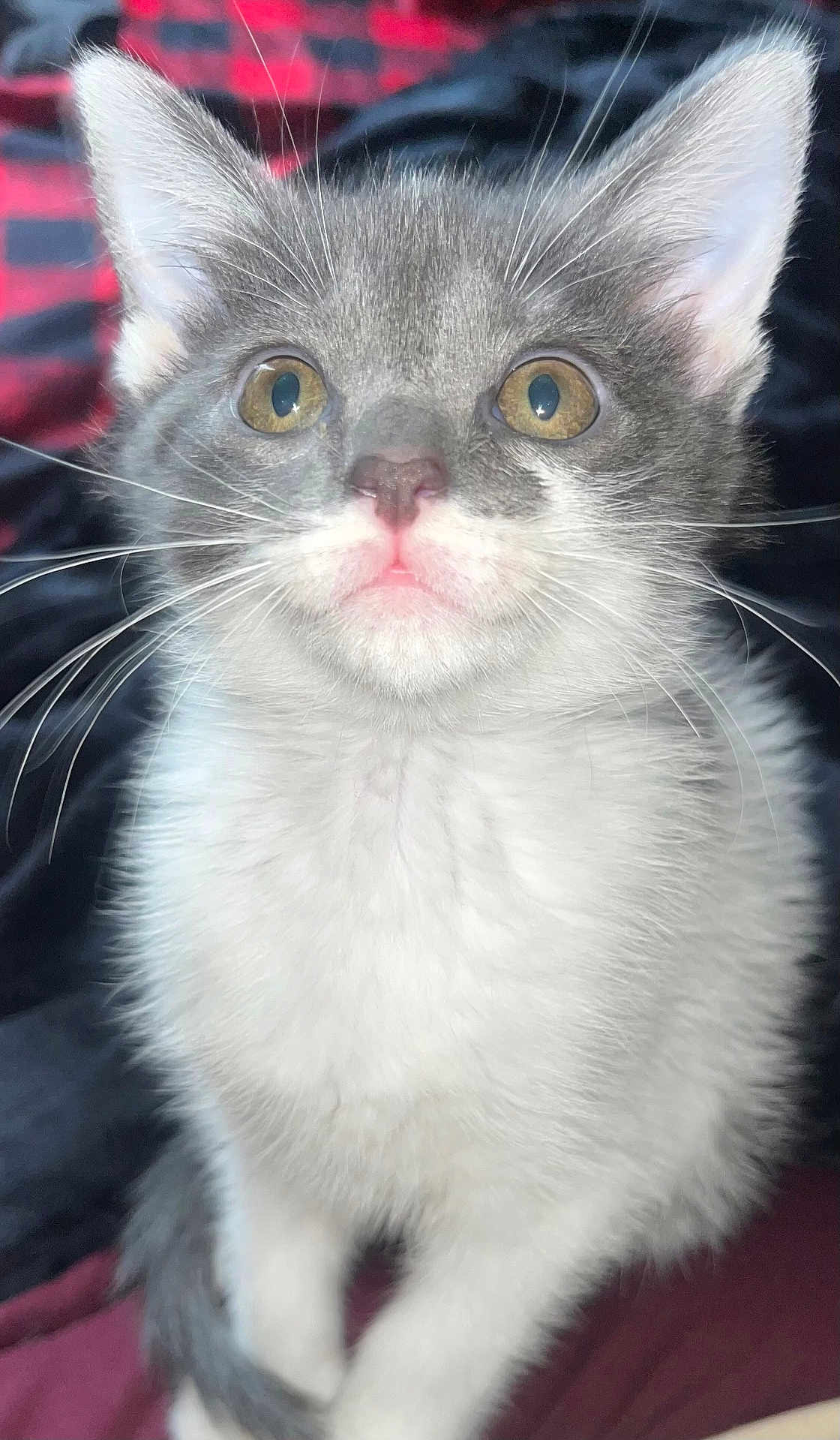 Bruce Wayne joined the competition — help win amazing prizes! cat, kitten, pet, close_up, portrait, whiskers, ears, eyes, fur, gray, white, indoor, blanket, soft, curious, sitting, looking_up, adorable, nose, paws