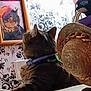 Charm is registered to the contest to win money with this photo: cat, tabby_cat, collar, framed_picture, hat, straw_hat, floral_wallpaper, wall, indoor, curious, decor, feline, portrait, animal, pet, looking, table, colorful, room, cozy