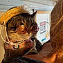 Charm joined the competition — help win amazing prizes! cat, tabby_cat, hat, cowboy_hat, sunglasses, pet, indoor, person, shoulder, close_up, feline, cute, accessory, animal, portrait, costume, domestic_animal, brown, striped, face