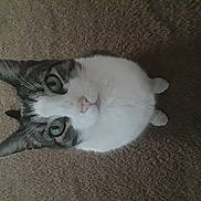 Hopper is registered to the contest to win money with this photo: cat, pet, animal, feline, indoor, carpet, white_fur, tabby, green_eyes, looking_up, cute, domestic_animal, whiskers, ears, sitting, fur, close_up, curious, portrait, paw