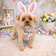 Bella joined the competition — help win amazing prizes! animal, background, bunny_ears, cute, decorations, dog, easter_eggs, festive, flower_pot, fluffy, holiday, indoors, pastel_colors, pet, props, rabbit, small_dog, soft_rug, spring, tulips