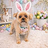 animal, background, bunny_ears, cute, decorations, dog, easter_eggs, festive, flower_pot, fluffy, holiday, indoors, pastel_colors, pet, props, rabbit, small_dog, soft_rug, spring, tulips