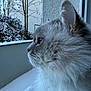 animal, blue_eyes, calm, cat, cold, contemplative, feline, fluffy, fur, indoor, nature_outside, peaceful, profile, quiet, side_view, snow, soft_light, whiskers, window, winter