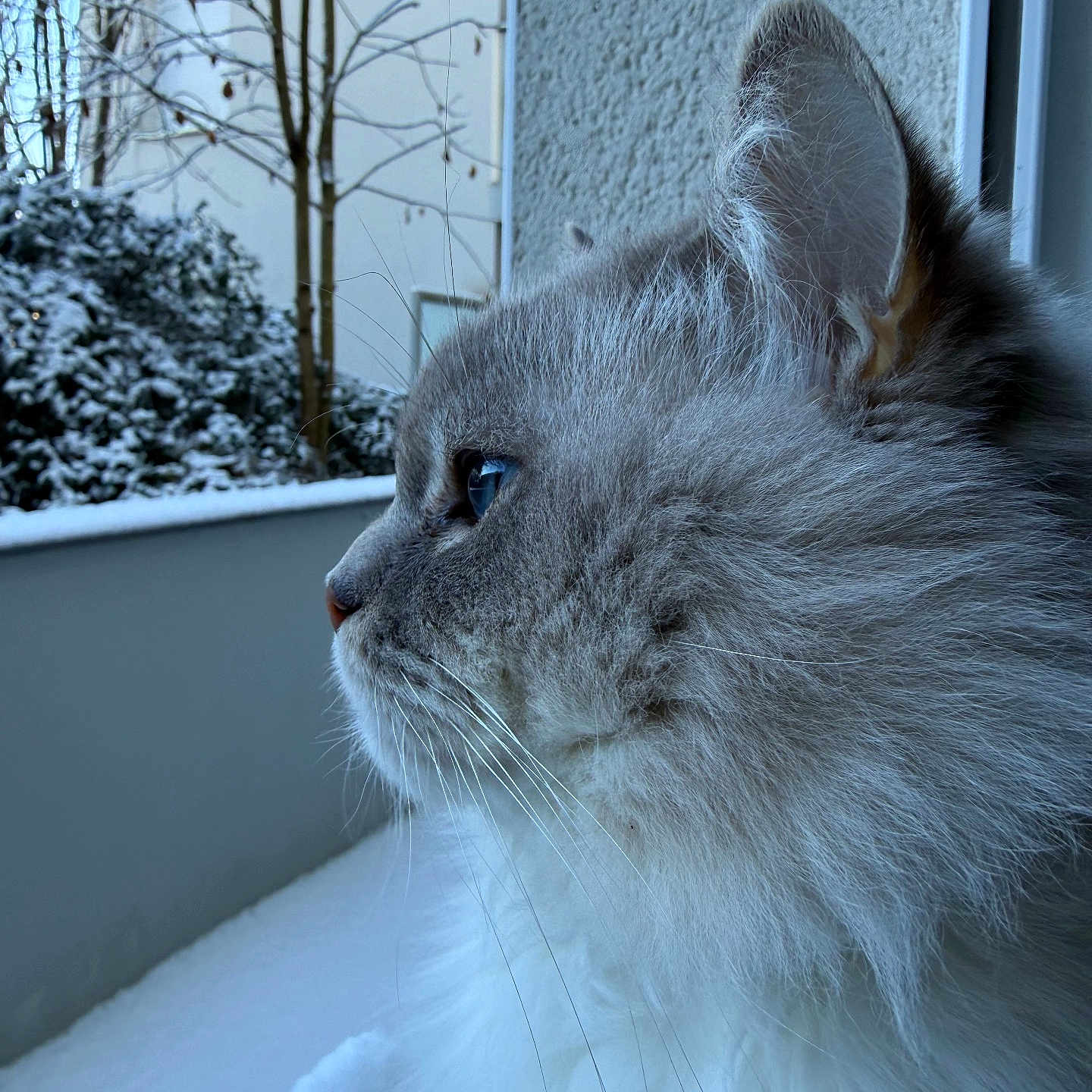 Nathan participe au concours pour gagner de l'argent avec cette photo : animal, blue_eyes, calm, cat, cold, contemplative, feline, fluffy, fur, indoor, nature_outside, peaceful, profile, quiet, side_view, snow, soft_light, whiskers, window, winter