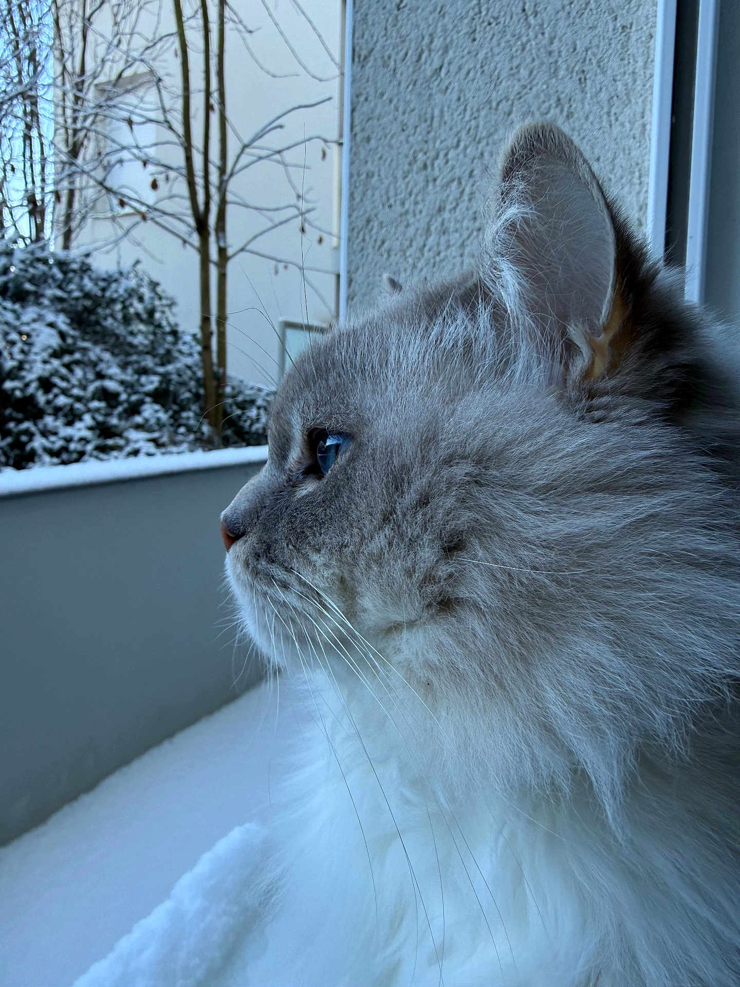 Nathan participe au concours pour gagner de l'argent avec cette photo : animal, blue_eyes, calm, cat, cold, contemplative, feline, fluffy, fur, indoor, nature_outside, peaceful, profile, quiet, side_view, snow, soft_light, whiskers, window, winter