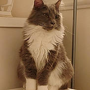 Sassy joined the competition — help win amazing prizes! cat, long_hair, fluffy, sitting, white_chest, paws, indoor, lamp, window, fur, portrait, pet, cute, whiskers, ears, table, neutral_background, calm, gray, household