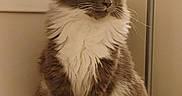 Sassy joined the competition — help win amazing prizes! calm, cat, cute, ears, fluffy, fur, gray, household, indoor, lamp, long_hair, neutral_background, paws, pet, portrait, sitting, table, whiskers, white_chest, window